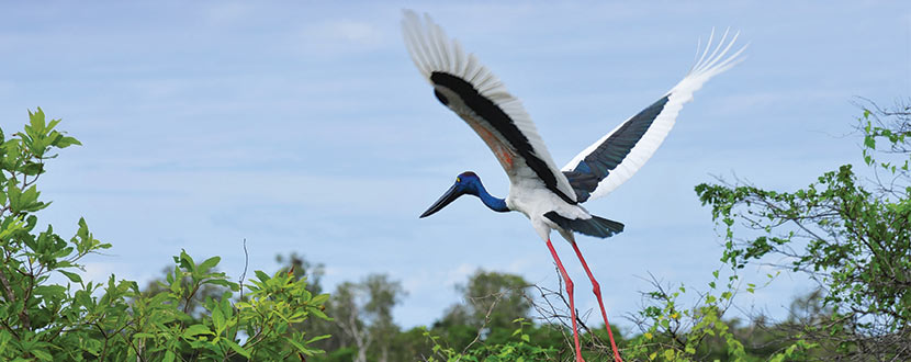 See the Wildlife of Kakadu National Park